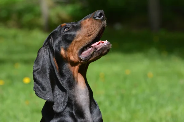 Carino cucciolo — Foto Stock