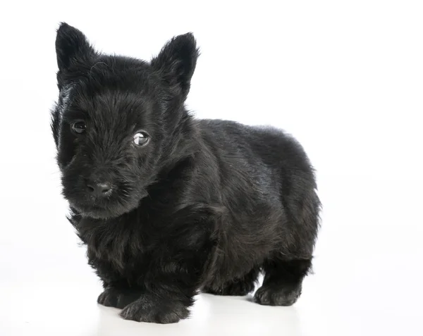 Skotsk terrier — Stockfoto