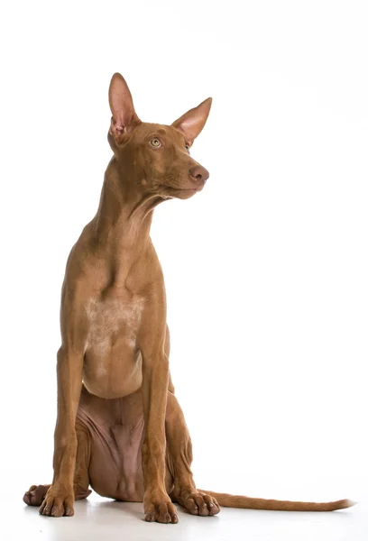 Pharaoh hound — Stockfoto