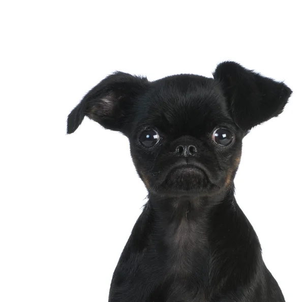 Brussels griffon puppy — Stock Photo, Image