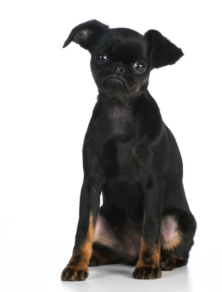 Cachorrinho bonito — Fotografia de Stock