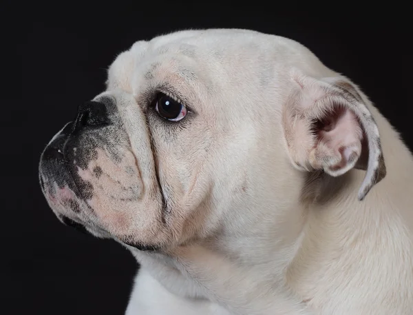 Cachorrinho inglês Bulldog — Fotografia de Stock