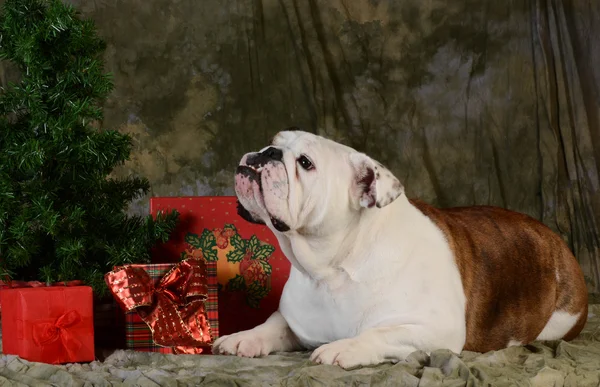 Christmas dog — Stock Photo, Image