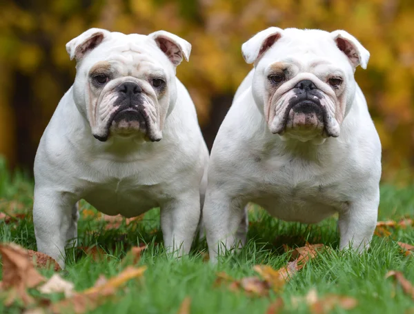 Dois bulldogs — Fotografia de Stock