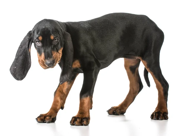 Black and tan coonhound — Zdjęcie stockowe