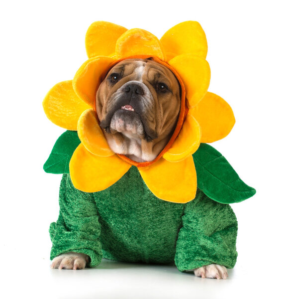 dog dressed like a flower