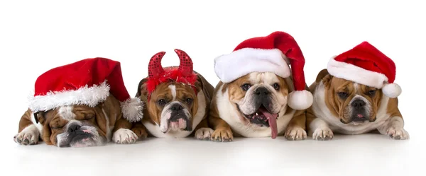 Kerstmis honden — Stockfoto