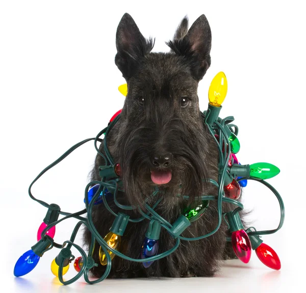 Christmas dog — Stock Photo, Image