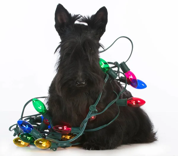 Christmas dog — Stock Photo, Image