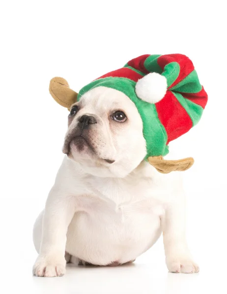 Vánoční štěně — Stock fotografie