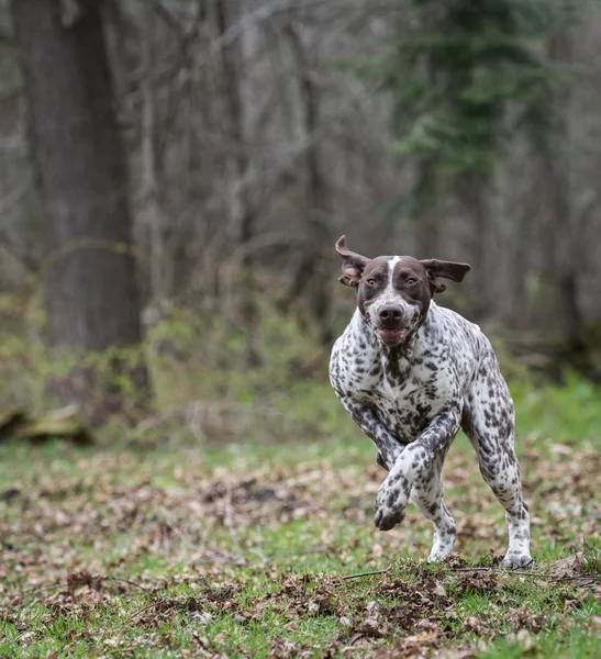 German shorthaired pointer — Stock Photo, Image