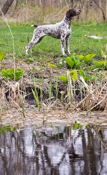 Lovecký pes — Stock fotografie