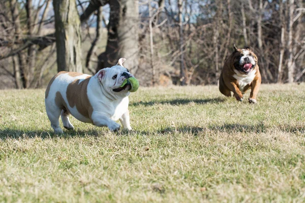 Dois cães jogando captura — Fotografia de Stock