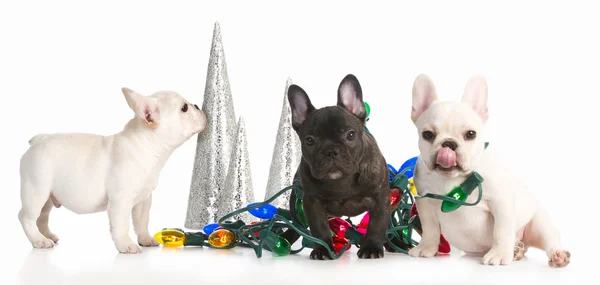 Cachorros de Natal — Fotografia de Stock