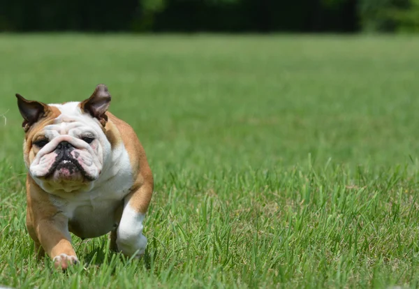 Engelsk bulldogg utanför — Stockfoto