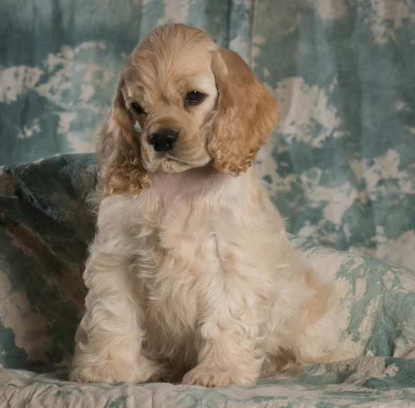 Schattig puppy — Stockfoto