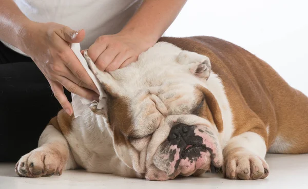 Oreilles de chien propres — Photo