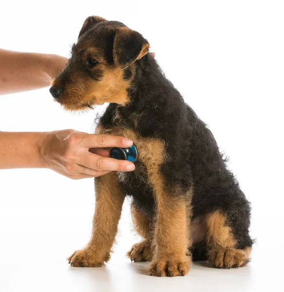 Veterinary care — Stock Photo, Image