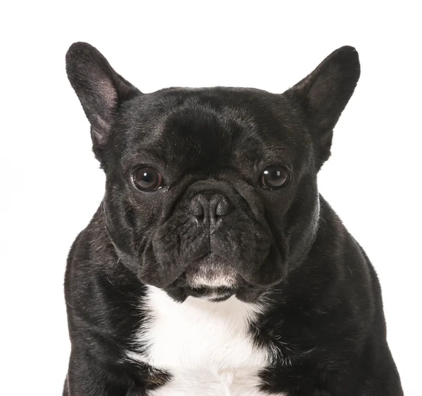 Ranskan bulldoggi — kuvapankkivalokuva