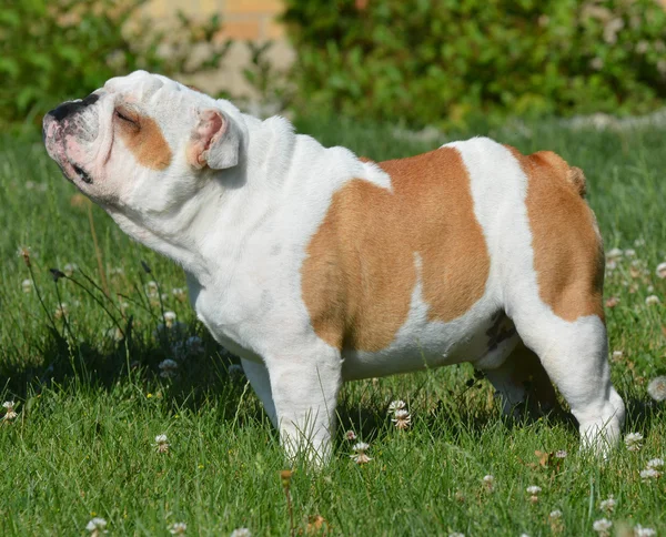 Bulldog inglese — Foto Stock