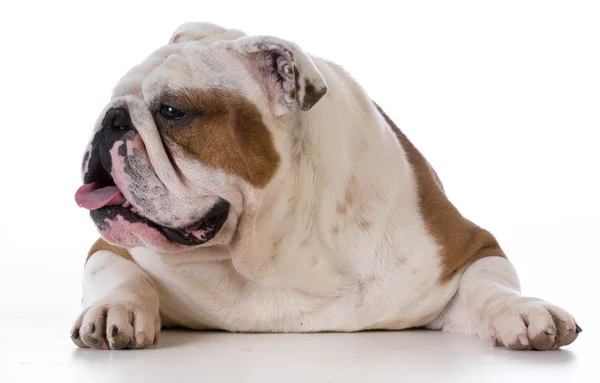 Engelse Bulldog — Stockfoto