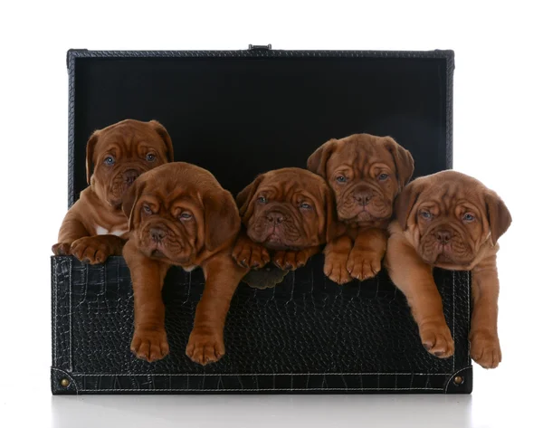 Litter of puppies — Stock Photo, Image