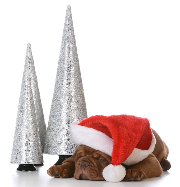 Christmas puppy — Stock Photo, Image