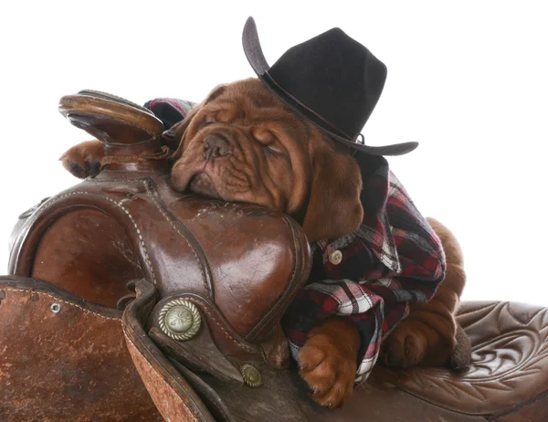 Cute puppy — Stock Photo, Image