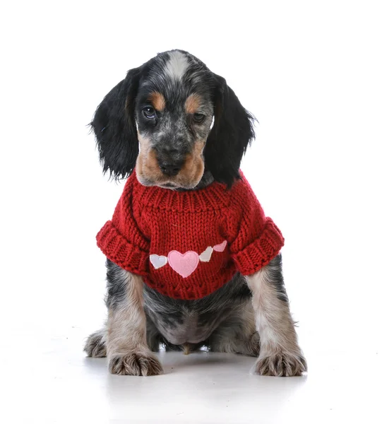 Valentine puppy — Stock Photo, Image