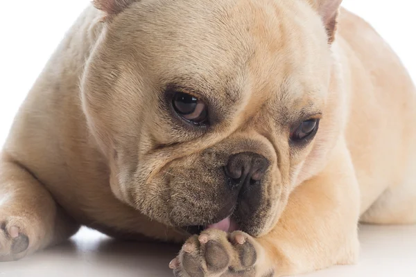 Dog licking foot — Stock Photo, Image