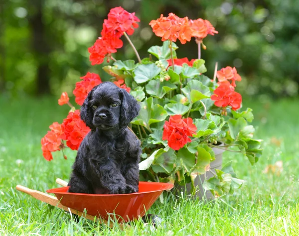 Cachorrinho bonito — Fotografia de Stock