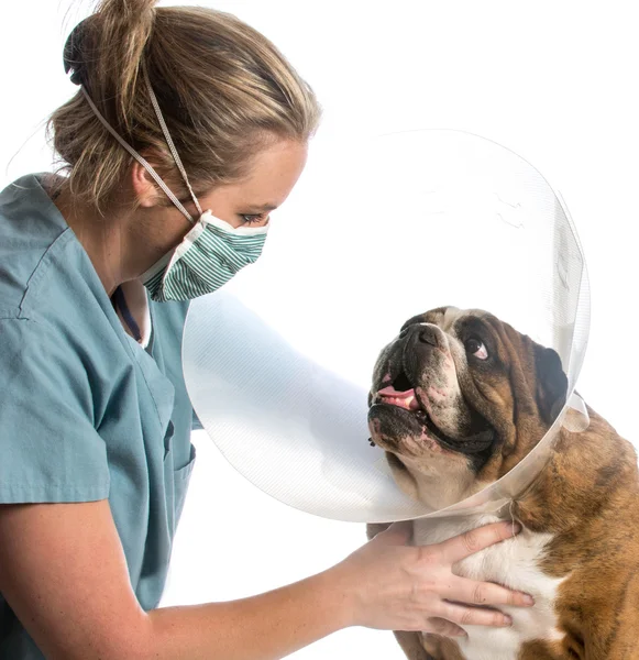 Cuidados veterinários — Fotografia de Stock