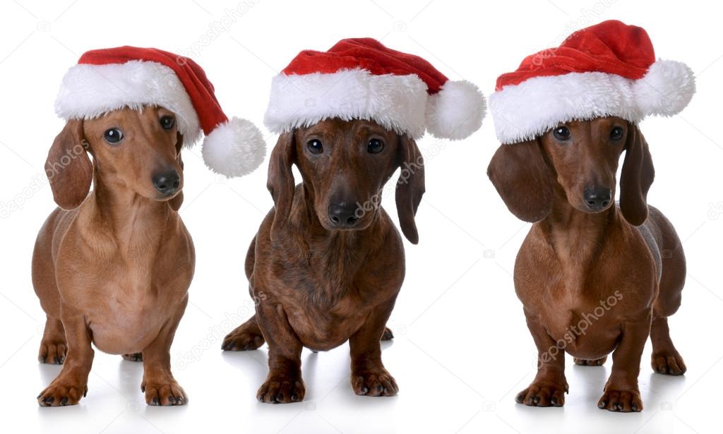 Perros navidad fotos de stock, imágenes de Perros navidad sin royalties |  Depositphotos