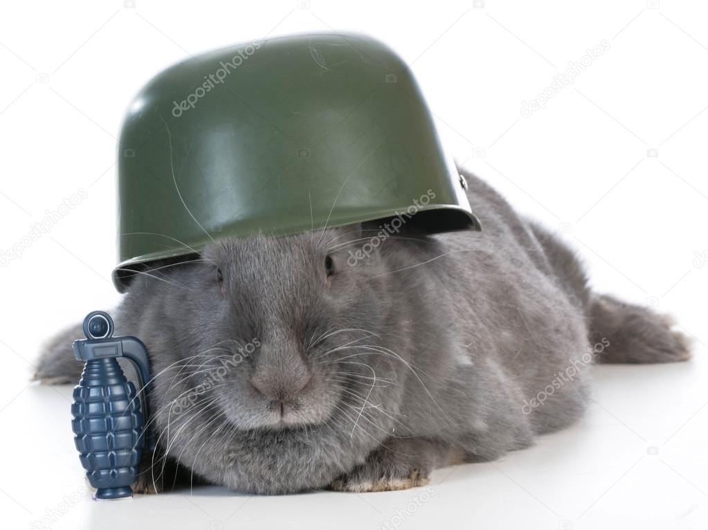 bunny soldier