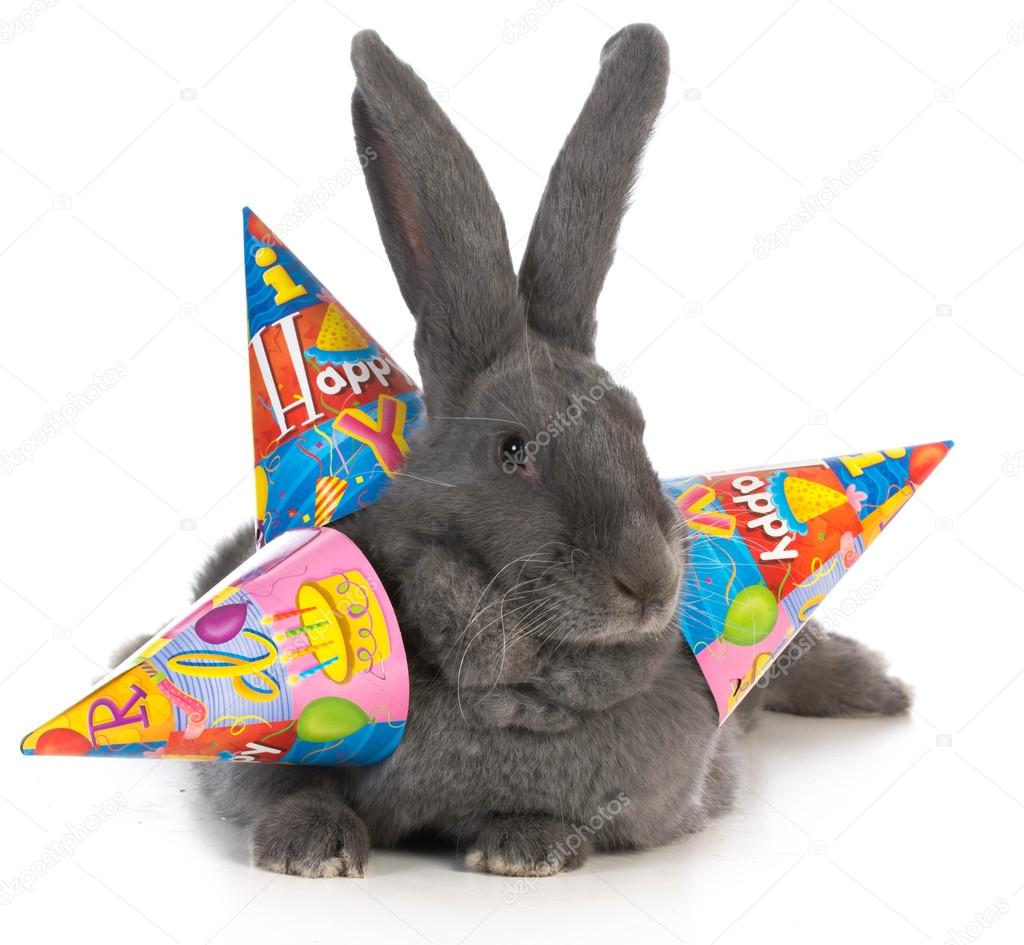 birthday rabbit