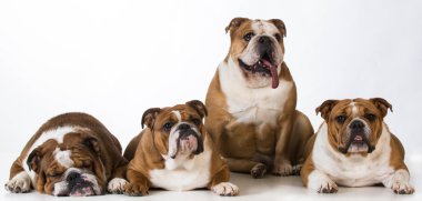Dört İngilizce bulldogs