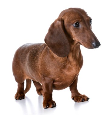 minyatür pürüzsüz dachshund