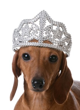 Şımarık köpek tacınla