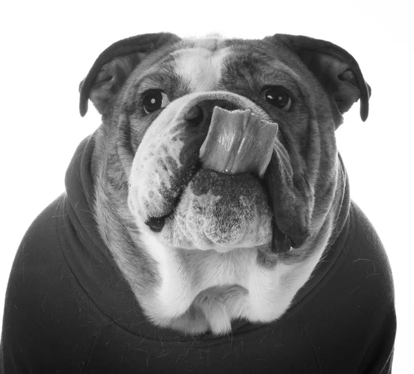 English Bulldog sitting — Stock Photo, Image