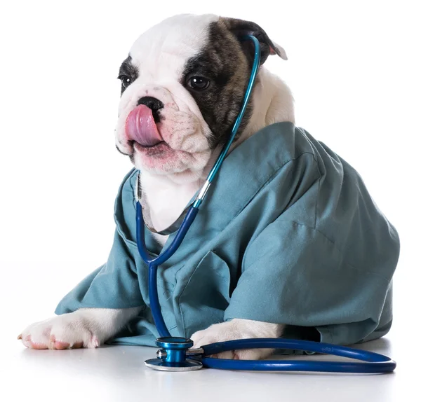 Bulldog hayvan hastalıklarıyla ilgili kaygı — Stok fotoğraf