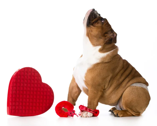 De dag van Valentijnskaarten hond — Stockfoto