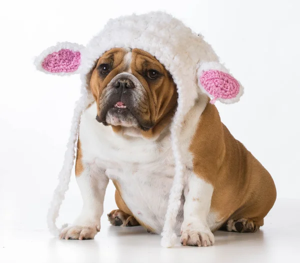 Cão vestido como um cordeiro — Fotografia de Stock