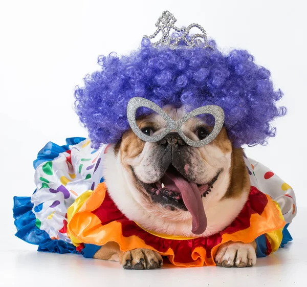 Funny dog - Englische Bulldogge — Stockfoto