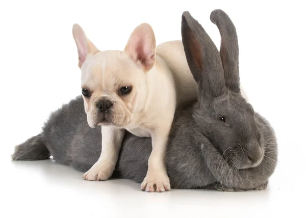 Coelho e cachorro bulldog francês — Fotografia de Stock