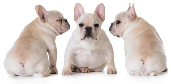 Lindo bulldog francés cachorros — Foto de Stock