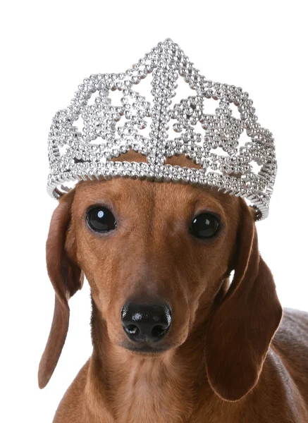 Cão mimado usando tiara — Fotografia de Stock