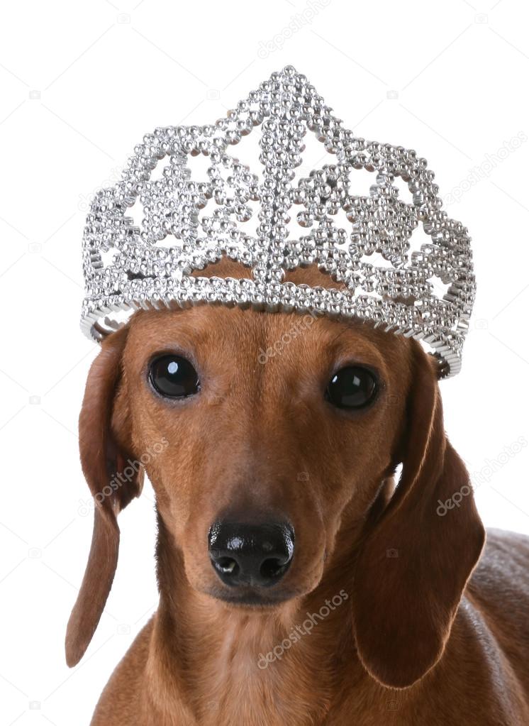 Spoiled dog wearing tiara