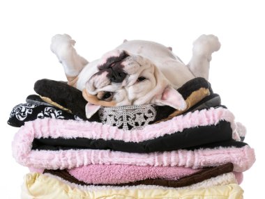 Şımarık köpek bir yığın üzerinde döşeme