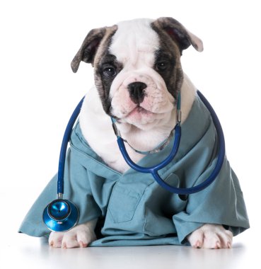 Hayvan hastalıklarıyla ilgili kaygı - İngilizce bulldog