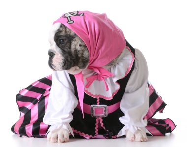 Köpek kılığına girmiş bir korsan gibi